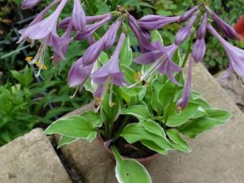 Карликовые хосты сорта название каталог. Карликовые хосты