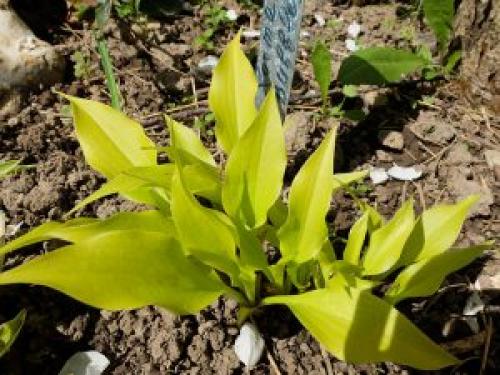 Карликовые хосты сорта название каталог. Карликовые хосты