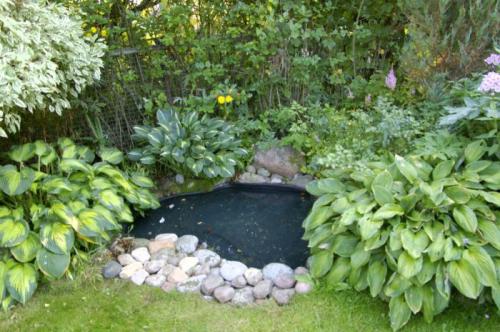 Хосты посадка и уход в открытом грунте на урале. Посадка хосты осенью: сроки по регионам, Лунному календарю, пошаговая инструкция