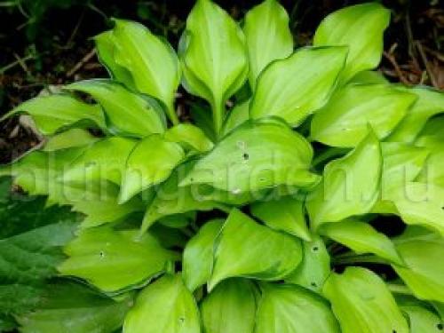 Карликовые хосты сорта название каталог. Карликовые хосты