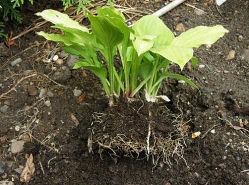 Хосты посадка и уход в открытом грунте на урале. Посадка хосты осенью: сроки по регионам, Лунному календарю, пошаговая инструкция