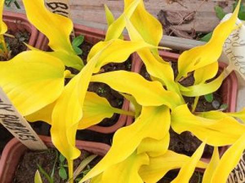 Карликовые хосты сорта название каталог. Карликовые хосты