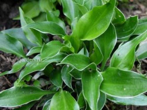 Карликовые хосты сорта название каталог. Карликовые хосты