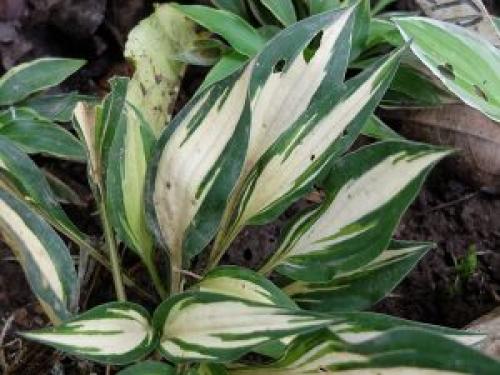 Карликовые хосты сорта название каталог. Карликовые хосты