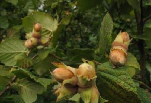 Как понять, что орешник созрел. Сроки сбора орехов 02