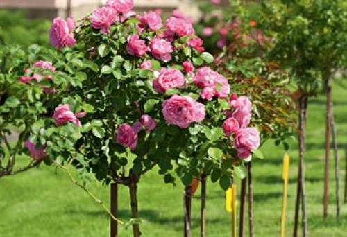 Какие виды роз наиболее часто используются в ландшафтном дизайне. Штамбовые