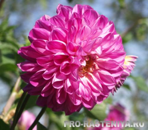 Выкапывание георгин: что это и почему это важно 01