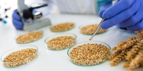 От зародыша до плода: мой первый урожай яблок 02 От зародыша до плода: мой первый урожай яблок 02