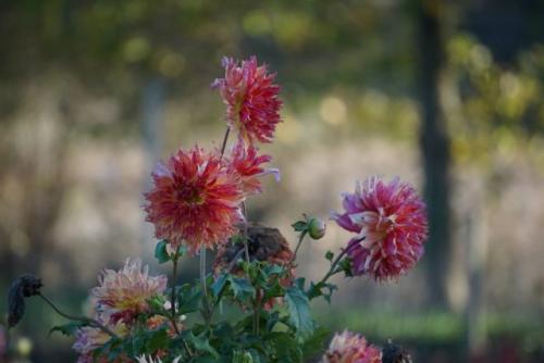 Сколько времени занимает процесс выкапывания георгин. Особенности осеннего ухода за георгинами