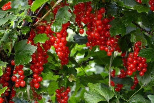 Плодовые кустарники для сада. Популярные неприхотливые варианты для дачи