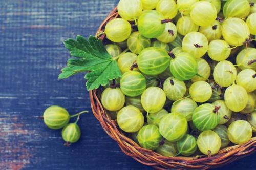 Плодовые кустарники для сада. Популярные неприхотливые варианты для дачи