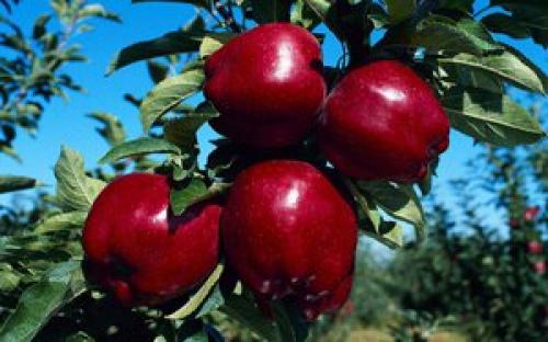 Плодовые ягодные кустарники для сада. Какие плодовые кустарники посадить в саду: популярные культуры и рекомендуемые сорта 05 Плодовые ягодные кустарники для сада. Какие плодовые кустарники посадить в саду: популярные культуры и рекомендуемые сорта 05