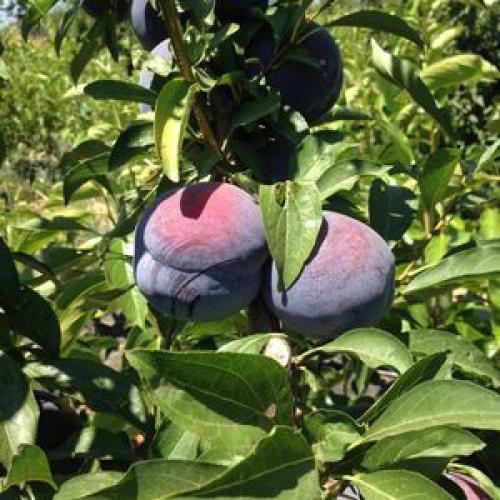 Плодовые ягодные кустарники для сада. Какие плодовые кустарники посадить в саду: популярные культуры и рекомендуемые сорта 07 Плодовые ягодные кустарники для сада. Какие плодовые кустарники посадить в саду: популярные культуры и рекомендуемые сорта 07