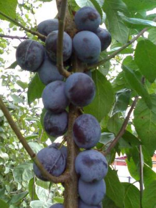 Плодовые ягодные кустарники для сада. Какие плодовые кустарники посадить в саду: популярные культуры и рекомендуемые сорта 03 Плодовые ягодные кустарники для сада. Какие плодовые кустарники посадить в саду: популярные культуры и рекомендуемые сорта 03