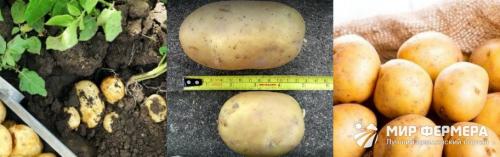 Какие условия необходимы для выращивания картофеля гала сорт и гибрида. Сорт картофеля Гала: фото и описание
