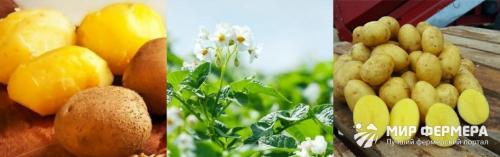 Какие условия необходимы для выращивания картофеля гала сорт и гибрида. Сорт картофеля Гала: фото и описание