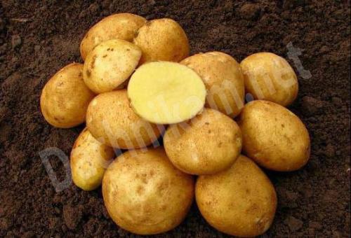 Сорта картофеля по алфавиту фото и описание