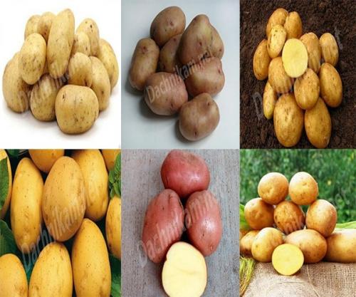 Сорта картофеля по алфавиту фото и описание