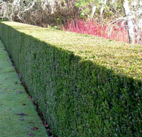 Как правильно выбрать место для посадки самшита вечнозеленых. Где лучше сажать кусты самшита?