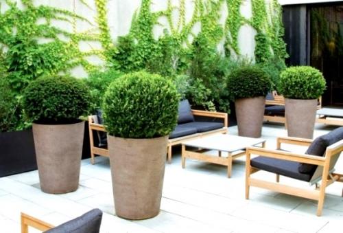 Как правильно посадить самшит вечнозеленый: проверенные советы 09