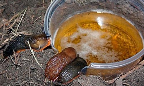 Какие недостатки имеет метод борьбы с слизнями с помощью известкового раствора. Помощь народных средств и методов