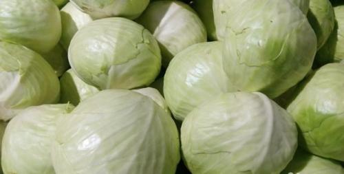 Какие сорта капусты наиболее устойчивы к засухе. Подбираем сорт капусты