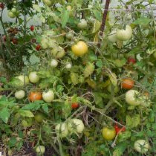 Какие сорта томатов лучше выращивать на открытом грунте в южных регионах