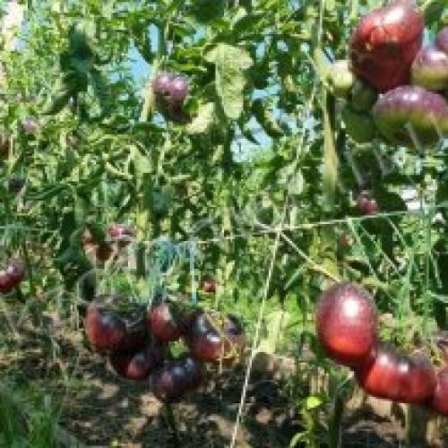 Какие сорта томатов лучше выращивать на открытом грунте в южных регионах