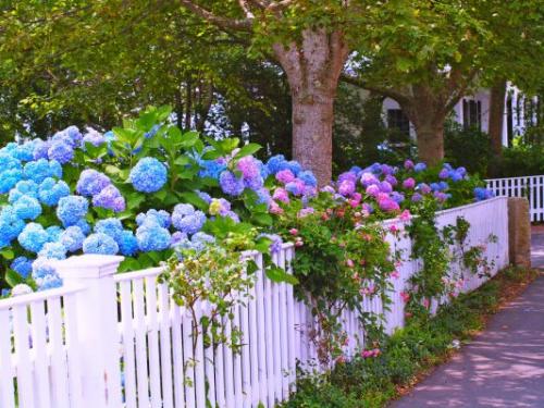 Что положить в лунку при посадке гортензии. Основные этапы весенней посадка гортензии