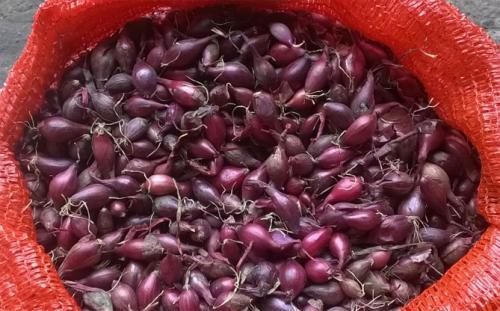 Можно ли использовать озимый лук ред барон в диетическом питании. Сорт лука Ред барон – характеристика и описание, посадка севка, отзывы