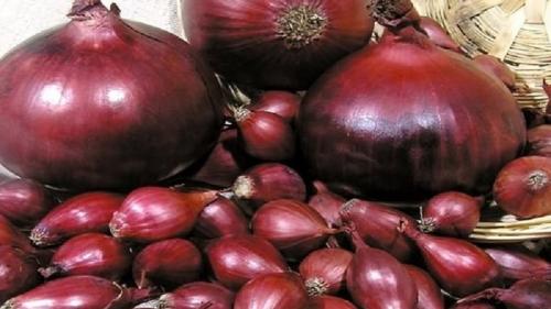 Какие рецепты можно приготовить с озимым луком ред барон. Скороспелый сорт лука насыщенного красного оттенка — «Ред Барон»