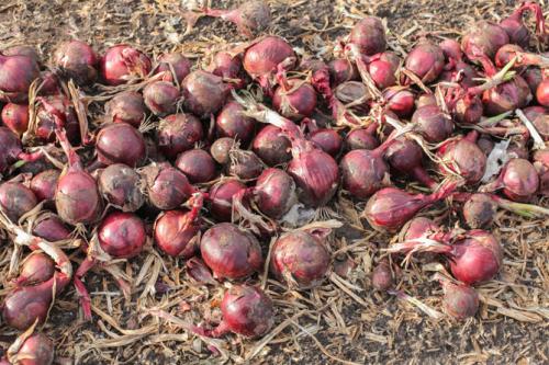 Можно ли использовать озимый лук ред барон в диетическом питании. Сорт лука Ред барон – характеристика и описание, посадка севка, отзывы