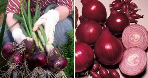 Какие рецепты можно приготовить с озимым луком ред барон. Скороспелый сорт лука насыщенного красного оттенка — «Ред Барон»