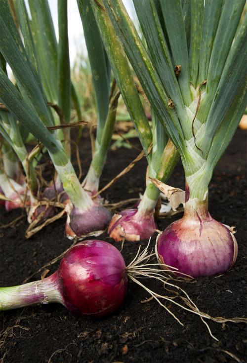 Можно ли использовать озимый лук ред барон в диетическом питании. Сорт лука Ред барон – характеристика и описание, посадка севка, отзывы
