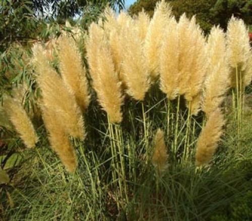 Семена пампасная трава. Выращивание пампасной травы