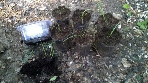 Семена пампасная трава. Выращивание пампасной травы