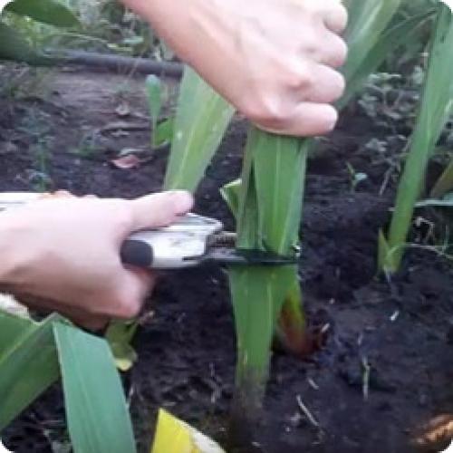 Когда выкапывать гладиолусы. ГЛАДИОЛУСЫ: КОГДА ВЫКАПЫВАТЬ ЛУКОВИЦЫ