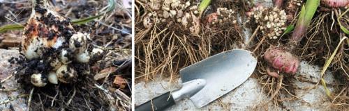 Когда выкапывать гладиолусы. ГЛАДИОЛУСЫ: КОГДА ВЫКАПЫВАТЬ ЛУКОВИЦЫ
