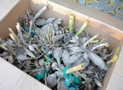 Когда осенью убирать георгины. Сроки выкопки георгинов на зиму по регионам