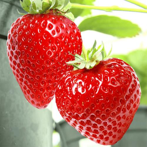 Клубника Хоней. Сорт клубники Хоней – описание и фото, отзывы садоводов, особенности