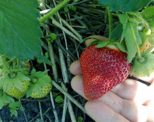 Клубника Хоней. Сорт клубники Хоней – описание и фото, отзывы садоводов, особенности