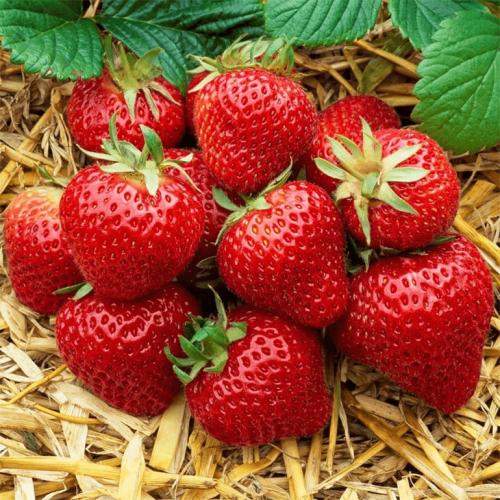 Клубника Хоней. Сорт клубники Хоней – описание и фото, отзывы садоводов, особенности