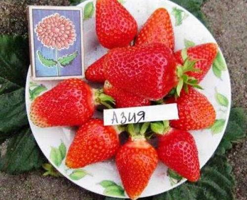 Альба земляника описание. Ботаническое описание сорта 04