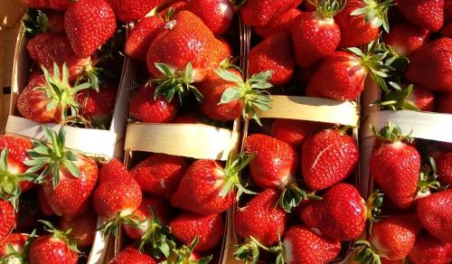 Клубника Клери — итальянская красавица в вашем саду