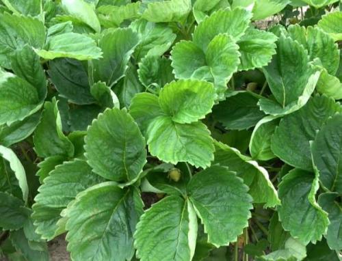 Альба земляника описание. Ботаническое описание сорта 07