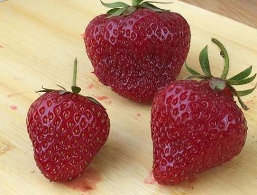 Клубника Хоней. Сорт клубники Хоней – описание и фото, отзывы садоводов, особенности