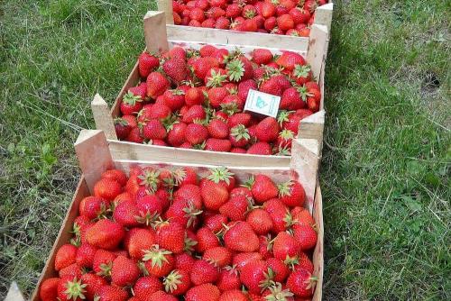 Клубника Клери — итальянская красавица в вашем саду