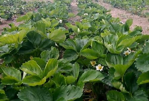 Альба земляника описание. Ботаническое описание сорта 08