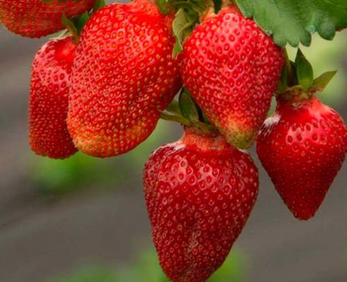 Альба земляника описание. Ботаническое описание сорта 05