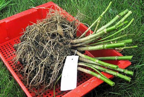 Когда выкапывать георгины. Выкапывание клубней